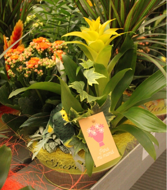 CENTRO CINQ GARDEN