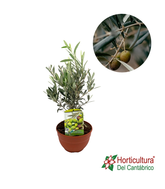 PRE BONSAI OLEA EUROPEA M20