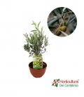 PRE-BONSAI OLEA EUROPEA M20