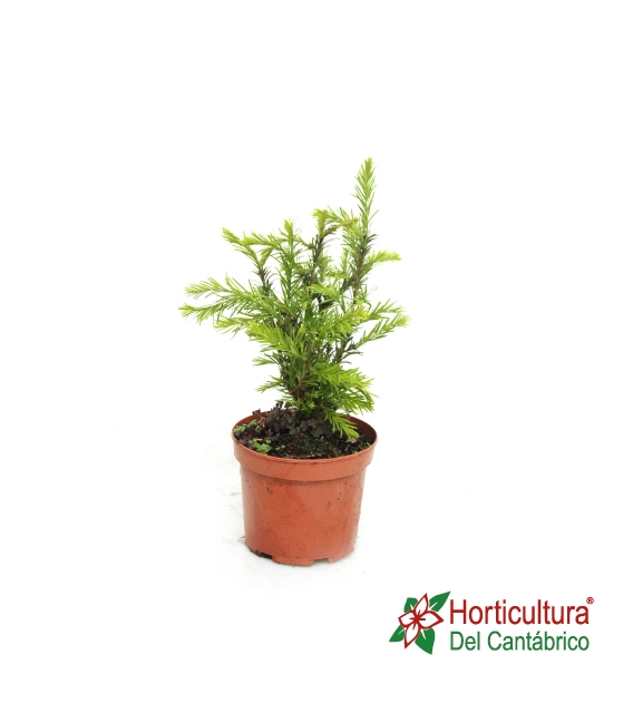TAXUS BACCATA M24