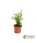 TAXUS BACCATA M24