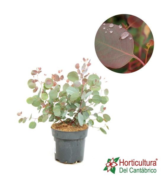 EUCALYPTUS POLYANTHEMO M17