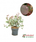EUCALYPTUS POLYANTHEMO M17