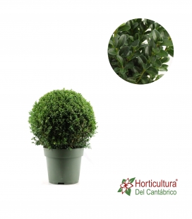 BUXUS BOLA M23