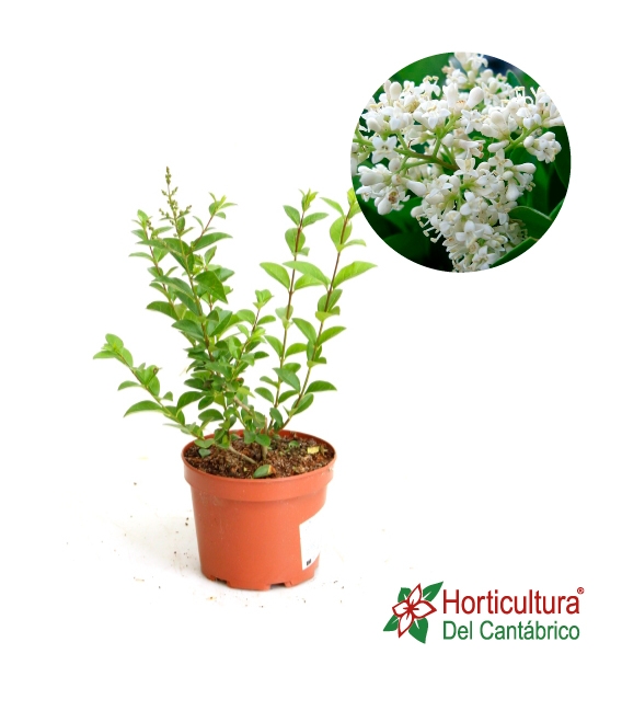 LIGUSTRUM M7