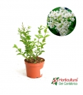 LIGUSTRUM OVALIFOLIUM M17