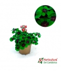 Oxalis Deppei