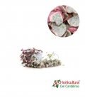 CEROPEGIA WOODI VARIEGATA M9