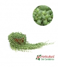 senecio rowleyanus