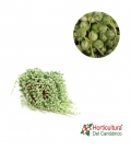 SENECIO ROWLEYANUS VARIEGATA M15