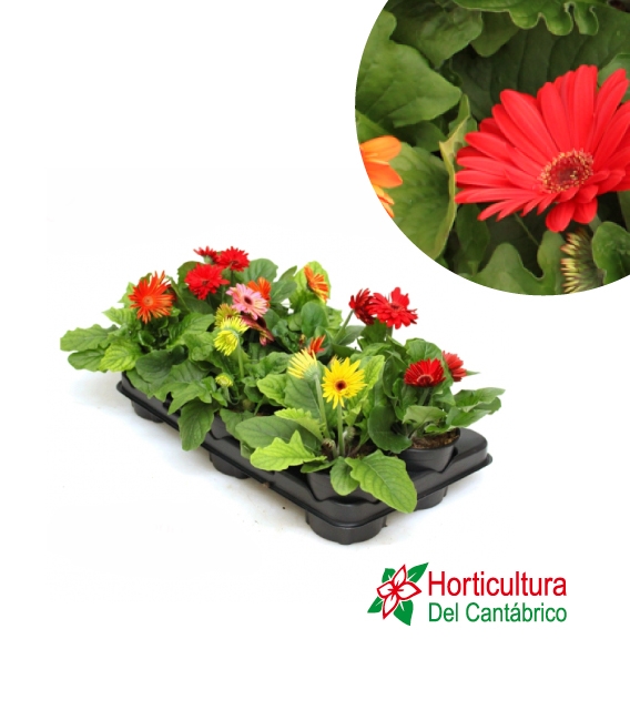 GERBERA M13