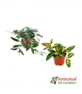 HOYA CARNOSA M12