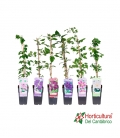 Planta de clematis