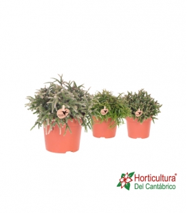 RHIPSALIS MIX M12