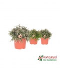 RHIPSALIS MIX M12