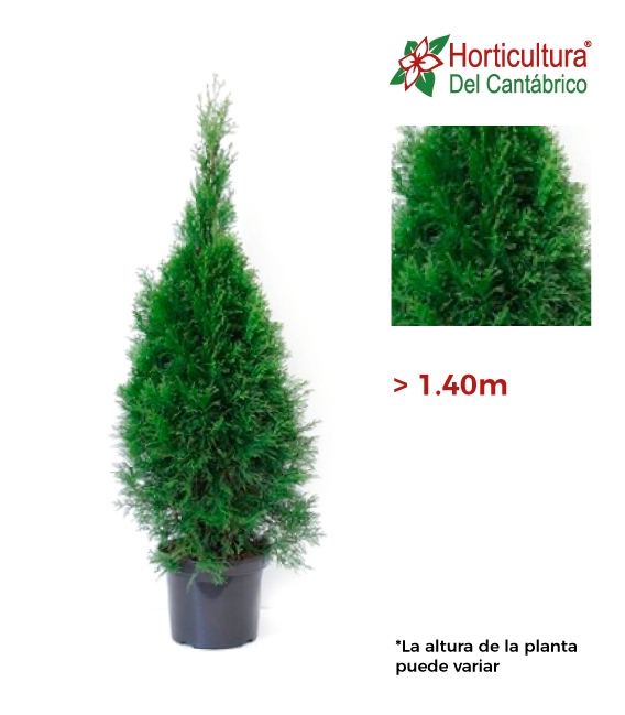 THUJA SMARAGD 150 CM