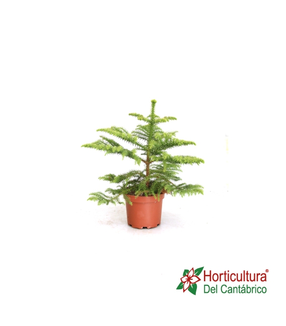 ARAUCARIA M17