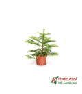 ARAUCARIA HETEROPHYLLA M17