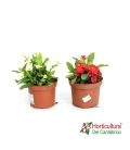 EUPHORBIA MILLI MIX M17 PP
