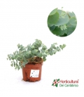 EUCALYPTO GUNNY M17