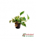 EPIPREMUN MARBLE QUEEN M12