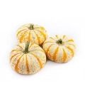 CUCURBITA LIL PUMP-KE-MON