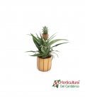 ANANAS MI AMIGO M15