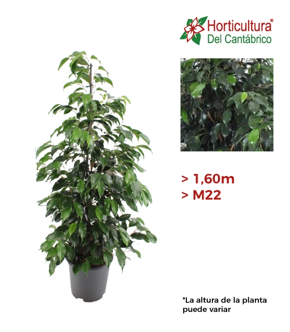 Ficus danielle