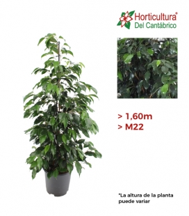 FICUS DANIELLE  M22 1.50M