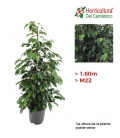 Ficus danielle