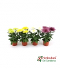 CRISANTEMO ANASTASIA MIX M12