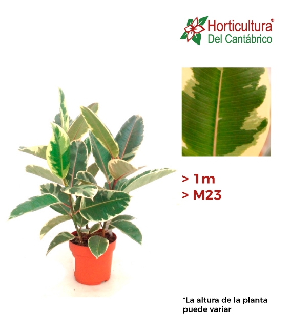 Ficus tineke grande
