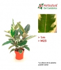 FICUS TINEKE M23 3T