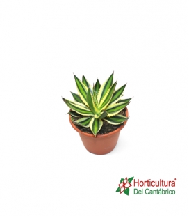 AGAVE QUATRICOLOR M13