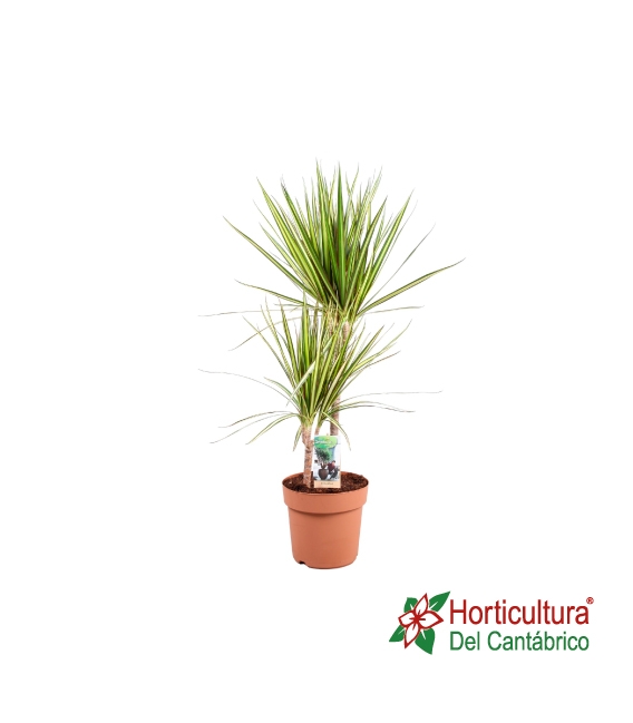 DRACAENA SUNRAY M17