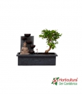 BONSAI FUENTE BUDA