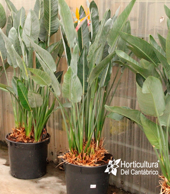 STRELITZIA REGINAE M40