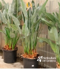 STRELITZIA REGINAE M40