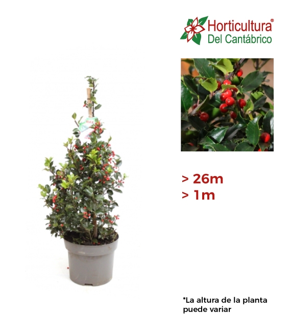 ILEX PIRAMIDE 1 M