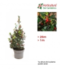 ILEX PIRAMIDE 1 M