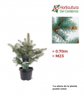 PICEA PUNGENS GLAUCA M22