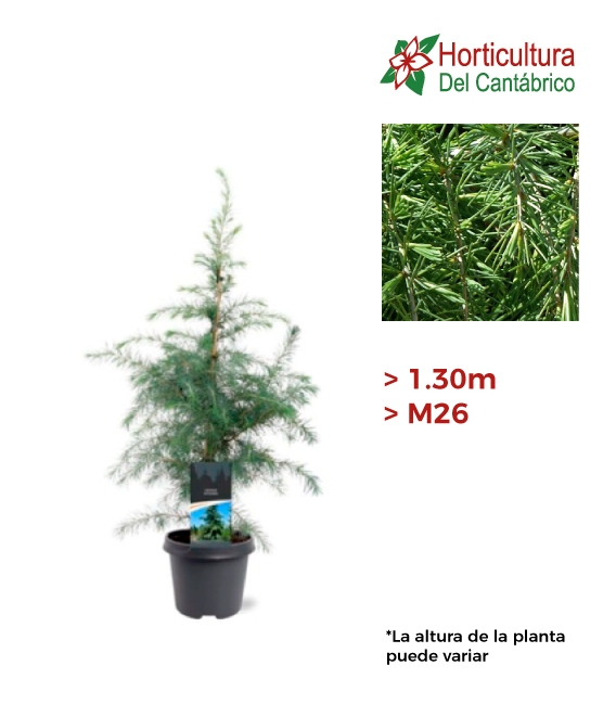 CEDRUS DEODARA M26