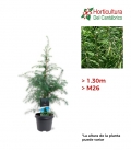 CEDRUS DEODARA M26