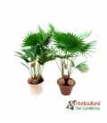 LIVISTONA CERAMICA M23