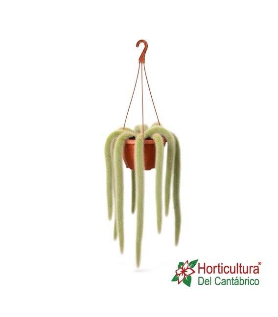CACTUS COLA DE MONO T20