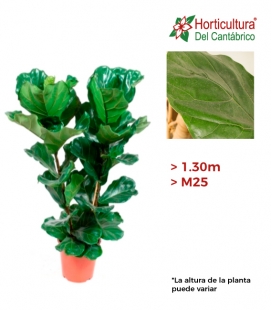 FICUS LYRATA M25 1,50M