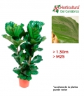Ficus lyrata grande