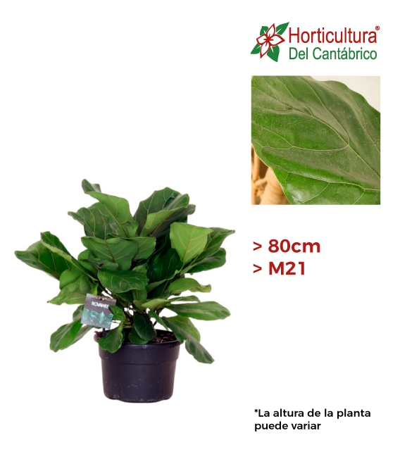 FICUS LYRATA M21