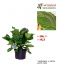 FICUS LYRATA M21