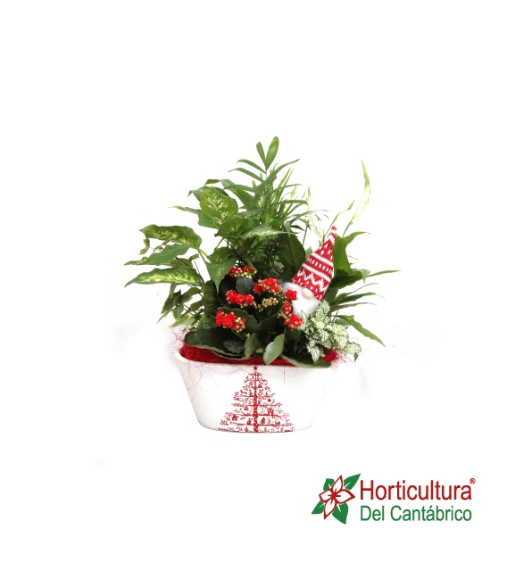 Centro de plantas navideño